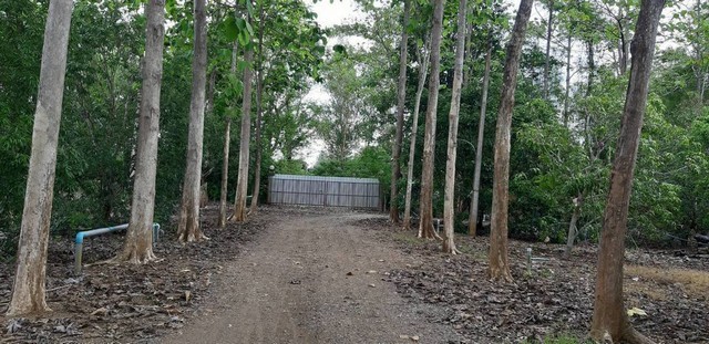 290578pic1